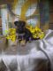German Shepherd Puppies for sale in Zanesville, OH 43701, USA. price: NA