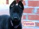 German Shepherd Puppies for sale in Valley Center, CA 92082, USA. price: NA