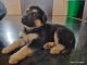 German Shepherd Puppies for sale in Kadapa, Andhra Pradesh, India. price: 20000 INR