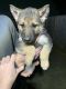 German Shepherd Puppies for sale in Lynnwood, WA, USA. price: $1,100