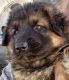German Shepherd Puppies for sale in Southern California, CA, USA. price: $3,000