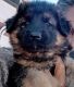 German Shepherd Puppies for sale in Southern California, CA, USA. price: $2,500