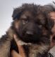 German Shepherd Puppies for sale in Southern California, CA, USA. price: $2,500