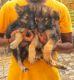 German Shepherd Puppies for sale in Pulikeshi Nagar, Bengaluru, Karnataka, India. price: 20000 INR