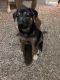 German Shepherd Puppies for sale in Omaha, NE, USA. price: $800