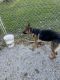 German Shepherd Puppies for sale in Williamsburg, KY 40769, USA. price: NA