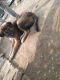 German Shepherd Puppies for sale in Assandh, Haryana 132039, India. price: 10000 INR