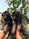 German Shepherd Puppies for sale in Dwarka, New Delhi, Delhi, India. price: 16000 INR