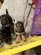 German Shepherd Puppies for sale in Tobyhanna, PA 18466, USA. price: $1,200