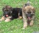 German Shepherd Puppies for sale in Mammoth Spring, AR 72554, USA. price: $750