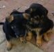 German Shepherd Puppies for sale in Victorville, CA, USA. price: $450