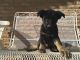 German Shepherd Puppies for sale in Hughes Springs, TX 75656, USA. price: $2,000