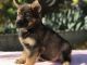 German Shepherd Puppies for sale in Vacaville, CA, USA. price: $2,000