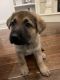 German Shepherd Puppies for sale in Mobile, AL, USA. price: NA