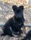 German Shepherd Puppies for sale in Easley, SC, USA. price: $450