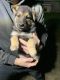 German Shepherd Puppies for sale in Lynnwood, WA, USA. price: $1,000