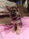German Shepherd Puppies for sale in Colver, PA 15927, USA. price: NA