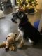 German Shepherd Puppies for sale in Renton, WA 98055, USA. price: $750