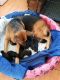 German Shepherd Puppies for sale in Union, SC 29379, USA. price: $500