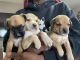 German Shepherd Puppies for sale in Yakima, WA, USA. price: NA