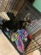 German Shepherd Puppies for sale in Otsego, MN, USA. price: $1,250