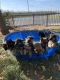 German Shepherd Puppies for sale in Modesto, CA, USA. price: $400
