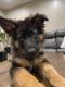 German Shepherd Puppies for sale in 614 N 1370 W, Pleasant Grove, UT 84062, USA. price: $1,000