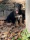 German Shepherd Puppies for sale in New Iberia, LA, USA. price: $350