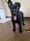 German Shepherd Puppies for sale in Strongsville, OH, USA. price: NA