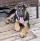 German Shepherd Puppies for sale in Canton, MI, USA. price: NA