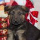 German Shepherd Puppies for sale in Cassville, MO 65625, USA. price: NA