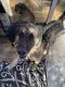 German Shepherd Puppies for sale in Conifer, CO 80433, USA. price: $120