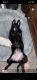 German Shepherd Puppies for sale in 1433 Danzante Dr SE, Rio Rancho, NM 87124, USA. price: $1,000