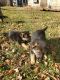 German Shepherd Puppies for sale in Creston, IA 50801, USA. price: $500