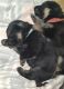German Shepherd Puppies for sale in Ozawkie, KS, USA. price: $900