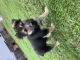 German Shepherd Puppies for sale in Lynnwood, WA, USA. price: NA