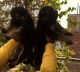 German Shepherd Puppies for sale in Faridabad, Haryana, India. price: 16000 INR