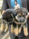 German Shepherd Puppies for sale in Portersville, PA, USA. price: $700