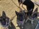 German Shepherd Puppies for sale in Ridgeway, VA 24148, USA. price: NA