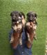 German Shepherd Puppies for sale in Bhopal, Madhya Pradesh, India. price: 12000 INR