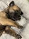 German Shepherd Puppies for sale in Palm Springs, CA, USA. price: NA