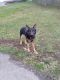 German Shepherd Puppies for sale in Hillsboro, OH 45133, USA. price: NA