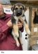 German Shepherd Puppies for sale in Van, TX, USA. price: NA