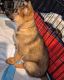 German Shepherd Puppies for sale in New York, NY 10029, USA. price: $1,500