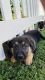 German Shepherd Puppies for sale in Vista, CA, USA. price: NA