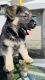 German Shepherd Puppies for sale in Vista, CA, USA. price: NA
