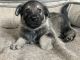German Shepherd Puppies for sale in Clark, NJ 07066, USA. price: NA