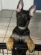 German Shepherd Puppies for sale in Alafaya, FL 32825, USA. price: NA