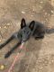German Shepherd Puppies for sale in St Cloud, MN 56303, USA. price: $700