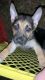 German Shepherd Puppies for sale in Williamstown, NJ 08094, USA. price: $1,500